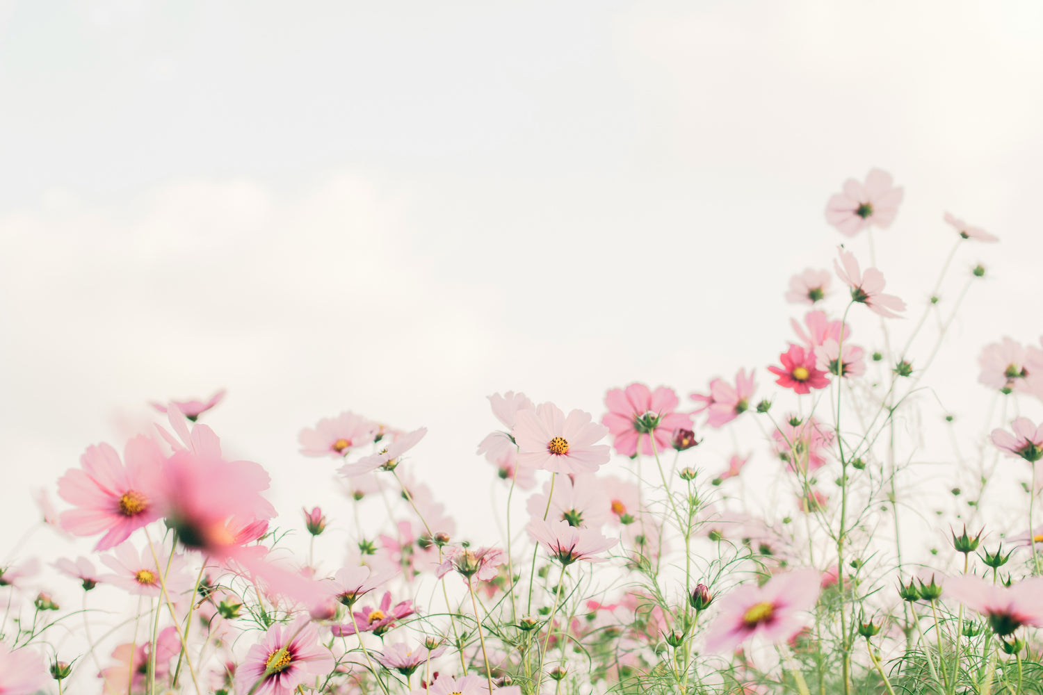 Pink spring flowers growing in a field