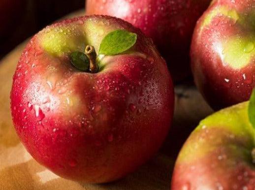 Buy Online Premium Quality Macintosh Apple - Gateway Candle