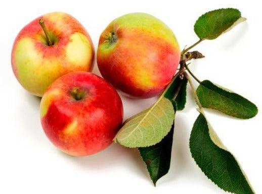 Buy Online Premium Quality Macintosh Apple - Gateway Candle