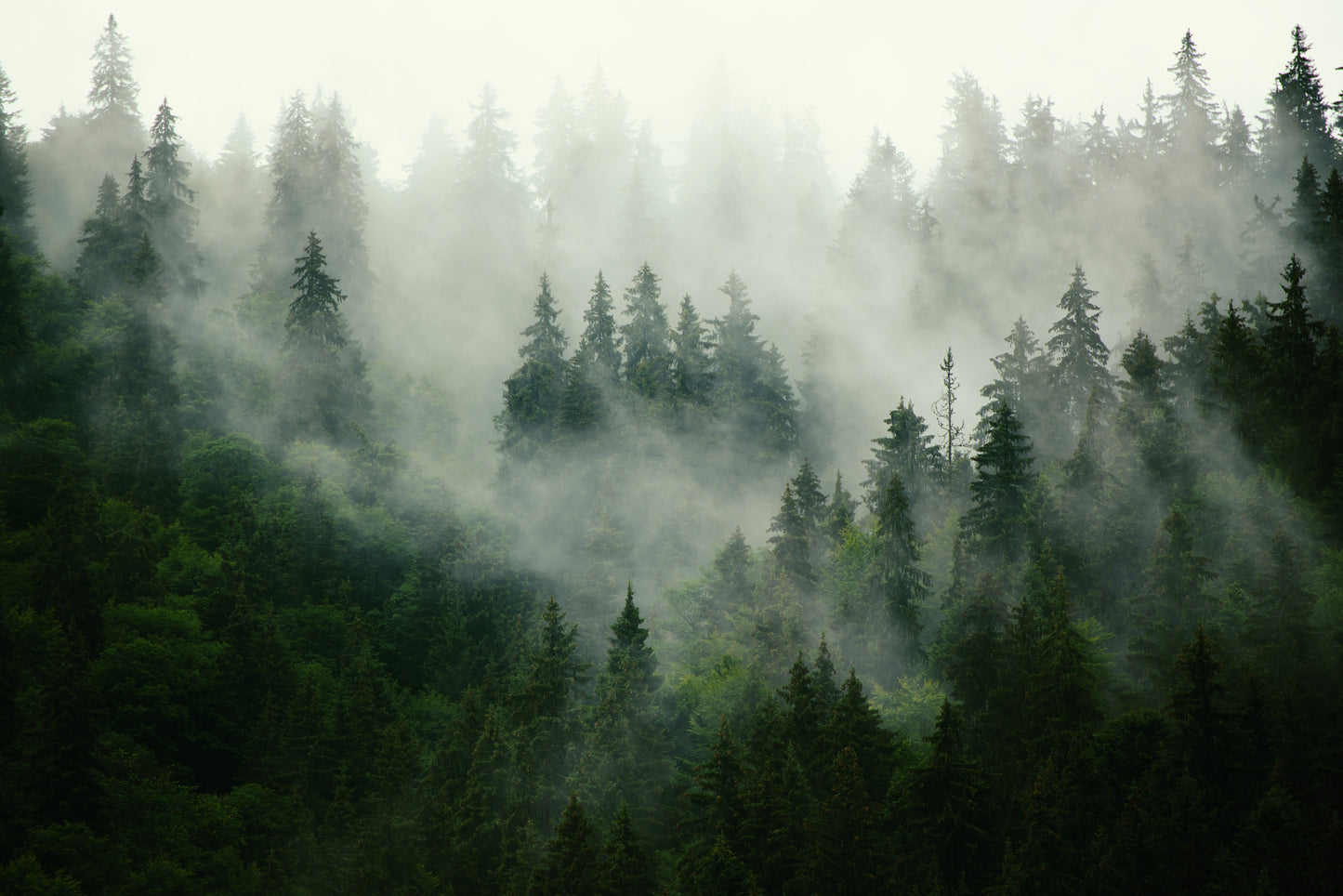 A forest of evergreen trees