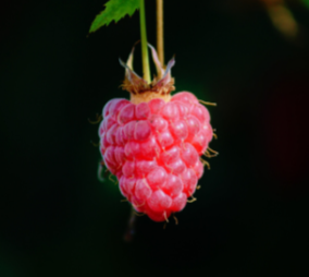 Raspberry Burst